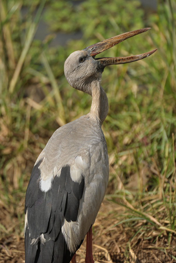 Anastomus oscitans [550 mm, 1/2000 sec at f / 5.6, ISO 500]